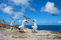 Nazca booby (Sula granti), pair standing on cliff edge with others flying in background. Gardner Islet, Floreana Island, Galapagos. December 2014.