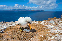Nazca booby (Sula granti) at nest with two eggs on clifftop. Gardner Islet, Floreana Island, Galapagos. December 2014.
