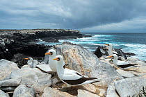 Nazca booby (Sula granti), five on coastal roks. Punta Suarez, Espanola Island, Galapagos. October 2015.
