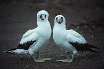Nazca booby (Sula granti) pair. Genovesa Island, Galapagos.