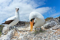 Nazca booby (Sula granti), pair standing amongst stones. Punta Suarez, Espanola Island, Galapagos.
