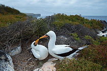 Nazca booby (Sula granti), pair billing amongst coastal scrub. Punta Suarez, Espanola Island, Galapagos. May 2016.