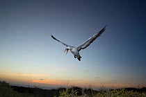 Nazca booby (Sula granti) flying with beak open at dusk. Punta Suarez, Espanola Island, Galapagos.