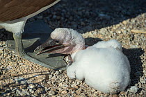 Nazca booby (Sula granti), chick panting at parent&#39;s feet. Genovesa Island, Galapagos.