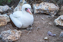 Nazca booby (Sula granti), adult on nest with chick. Dead chick to one side. Wolf Island, Galapagos.