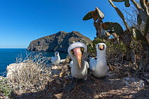 Nazca booby (Sula granti), three on cliff. Wolf Island, Galapagos. August 2016.
