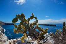 Nazca booby (Sula granti) chick under Prickly pear cactus (Opuntia sp) on cliff. Wolf Island, Galapagos. August 2016.