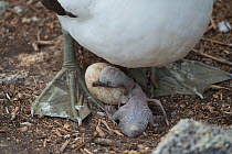 Nazca booby (Sula granti), chick and egg between adult&#39;s feet. Wolf Island, Galapagos.