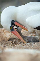 Nazca booby (Sula granti) feeding chick. Wolf Island, Galapagos.