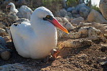 Nazca booby (Sula granti), sitting on nest with hatchling. Wolf Island, Galapagos.
