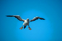 Nazca booby (Sula granti) in flight, about to land. Wolf Island, Galapagos.
