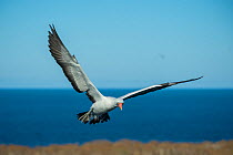 Nazca booby (Sula granti) in flight at coast. Wolf Island, Galapagos.