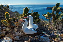 Nazca booby (Sula granti), pair amongst Prickly pear (Opuntia sp) cacti at coast. Wolf Island, Galapagos. August 2016.