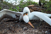 Nazca booby (Sula granti), two fighting. Genovesa Island, Galapagos.