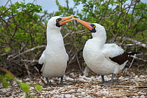 Nazca booby (Sula granti), pair billing. Darwin Bay, Genovesa Island, Galapagos.