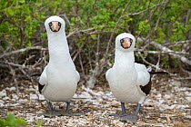 Nazca booby (Sula granti), pair standing side by side, looking at camera. Darwin Bay, Genovesa Island, Galapagos.