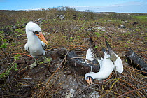 Nazca booby (Sula granti), two males resting during fight. Genovesa Island, Galapagos. Sequence 5/6.