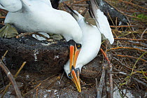 Nazca booby (Sula granti), male pinning another male down during fight. Genovesa Island, Galapagos. Sequence 4/6.