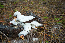 Nazca booby (Sula granti), male pinning another male down during fight. Genovesa Island, Galapagos. Sequence 3/6.