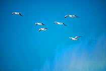 Nazca booby (Sula granti), six flying in blue sky. Punta Suarez, Espanola Island, Galapagos.