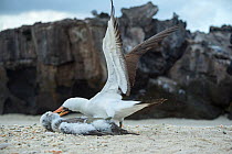 Nazca booby (Sula granti), adult killing chick. Genovesa Island, Galapagos.