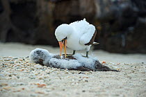 Nazca booby (Sula granti), adult with chick that it has killed. Genovesa Island, Galapagos.
