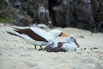 Nazca booby (Sula granti), adult killing chick. Genovesa Island, Galapagos.