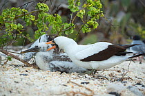 Nazca booby (Sula granti), adult attacking chick. Genovesa Island, Galapagos.