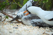 Nazca booby (Sula granti), adult attacking chick. Genovesa Island, Galapagos.