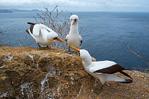 Nazca booby (Sula granti), two males in competition for onlooking female. Gardner Islet, Floreana Island, Galapagos.
