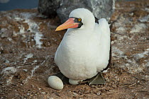 Nazca booby (Sula granti) on nest with two eggs. Gardner Islet, Floreana Island, Galapagos.