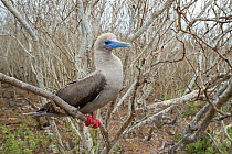 Red-footed booby (Sula sula) perched amongst branches. Wolf Island, Galapagos.