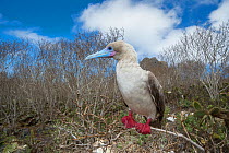 Red-footed booby (Sula sula) perched on branch amongst scrub, Wolf Island, Galapagos. August 2016.
