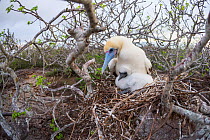 Red-footed booby (Sula sula), adult on nest with chick. Genovesa Island, Galapagos.
