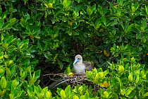Red-footed booby (Sula sula) on nest in tree. Genovesa Island, Galapagos.