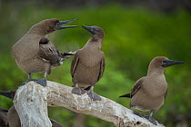 Red-footed booby (Sula sula), three perched on branch. Genovesa Island, Galapagos.