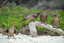 Red-footed booby (Sula sula), flock at rest. Genovesa Island, Galapagos.