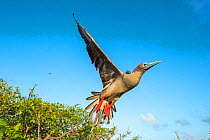 Red-footed booby (Sula sula) taking off in flight, Genovesa Island, Galapagos.