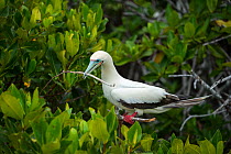 Red-footed booby (Sula sula) with nesting material, perched in tree. Darwin Bay, Genovesa Island, Galapagos.
