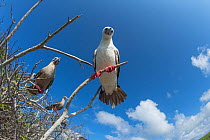 Red-footed booby (Sula sula), group perched on branches. Genovesa Island, Galapagos.