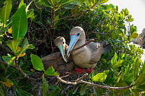 Red-footed booby (Sula sula), pair nest building in tree. Darwin Bay, Genovesa Island, Galapagos.