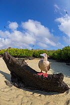 Red-footed booby (Sula sula) standing on volcanic rock with birds flying overhead. Darwin Bay, Genovesa Island, Galapagos.