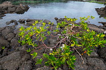 Red-footed booby (Sula sula) nesting in tree on volcanic rock. Darwin Bay, Genovesa Island, Galapagos. June 2014.