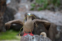 Red-footed booby (Sula sula) standing on rock with nesting material in beak. Darwin Bay, Genovesa Island, Galapagos.