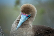 Red-footed booby (Sula sula), portrait. Genovesa Island, Galapagos.