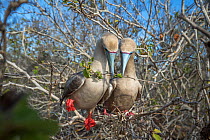 Red-footed booby (Sula sula), pair with twig in beaks, nest building in tree. Genovesa Island, Galapagos.