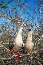 Red-footed booby (Sula sula), pair billing whilst perched in tree. Genovesa Island, Galapagos.
