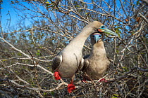 Red-footed booby (Sula sula), pair perched in tree. Genovesa Island, Galapagos.