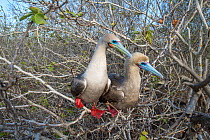 Red-footed booby (Sula sula), pair looking in same direction whilst perched in tree. Genovesa Island, Galapagos.