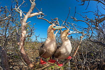 Red-footed booby (Sula sula), pair looking in same direction. Genovesa Island, Galapagos.